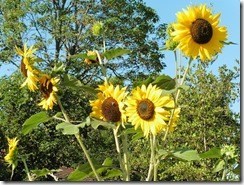 Jardin-partag-de-courbevoie